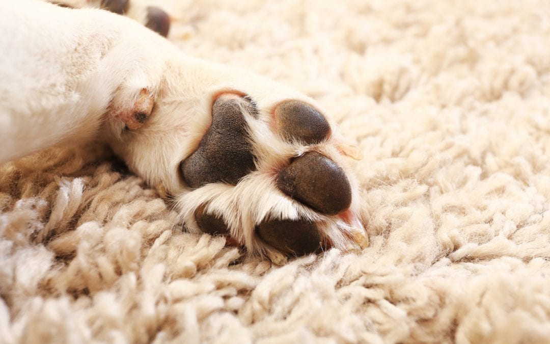 Find the flooring that suits your furry friends