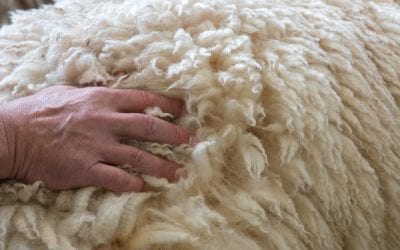 What are the benefits of woollen carpets?